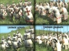   Medieval-2:Total War Battle Axe  internetwars.ru