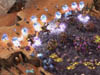 StarCraft II: Wings of Liberty -   PC  internetwars.ru